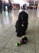 IMG-20190213-WA0018