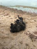IMG-20181022-WA0032